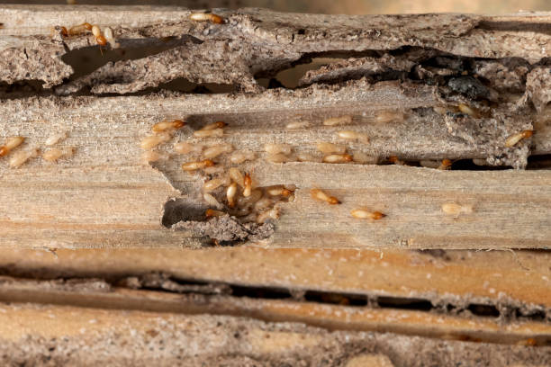 Best Flea Control Services  in Antigo, WI