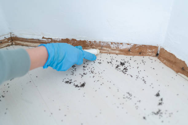 Best Cockroach Control Services  in Antigo, WI